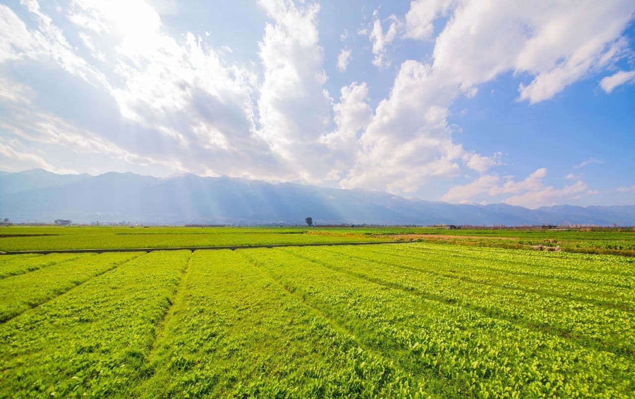 Como usar consórcio para comprar terreno