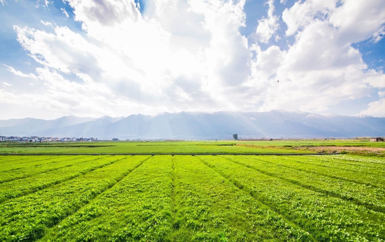 É possível comprar um terreno rural com o consórcio?
